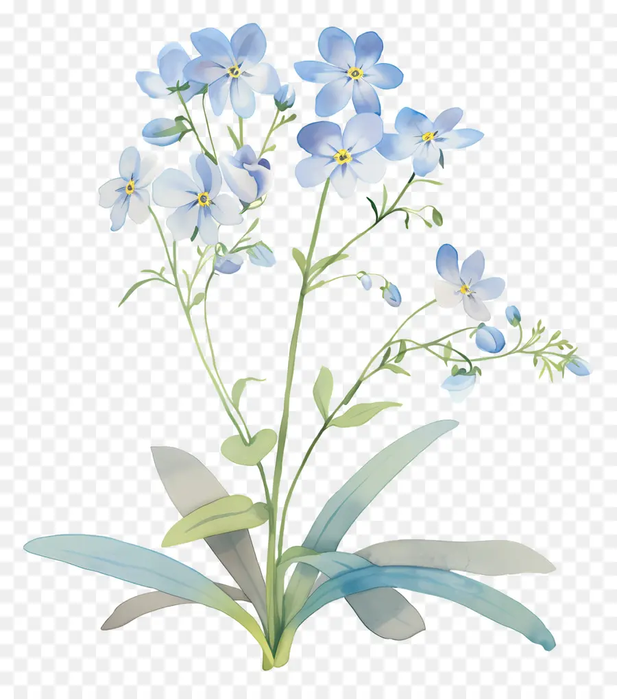 Ne M'oublie Pas La Fleur，Fleurs Bleues PNG