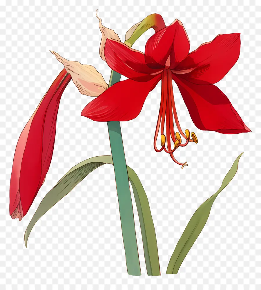 Fleur D'amaryllis，Fleur Rouge PNG