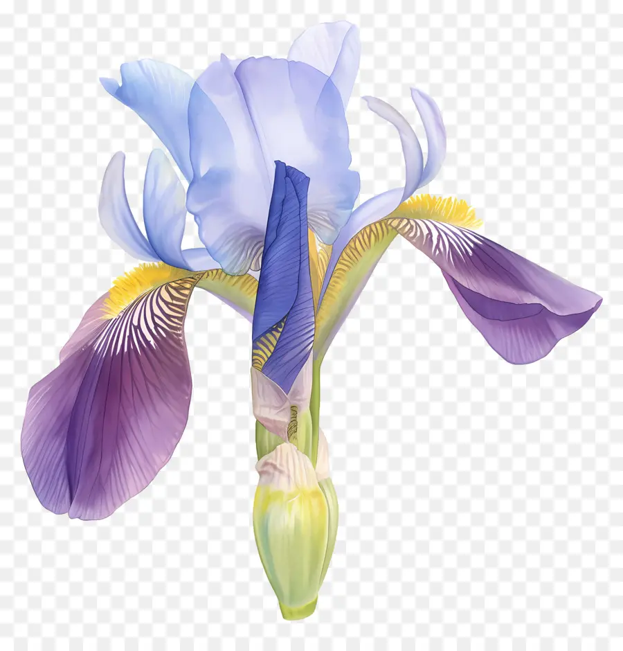 Iris Algérien，Fleur D'iris PNG