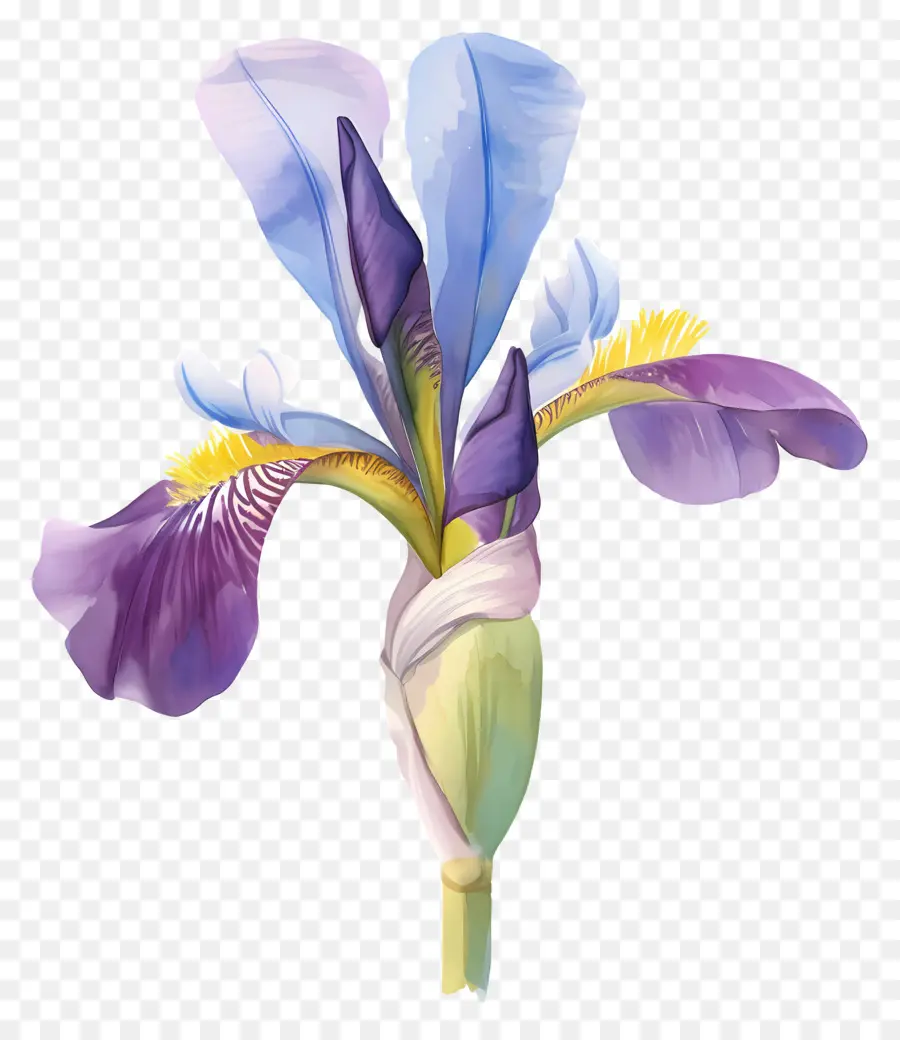 Iris Algérien，Fleur D'iris PNG