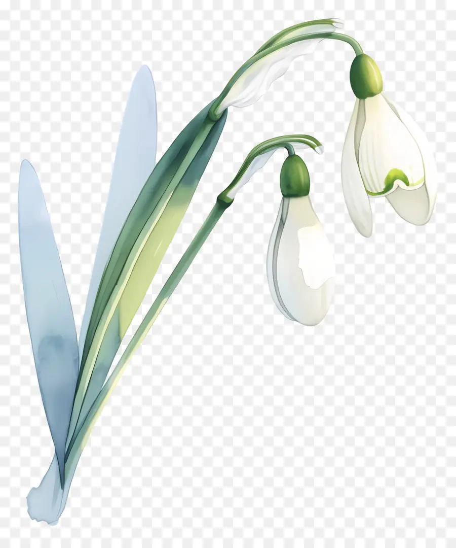 Fleur De Perce Neige，Usine PNG