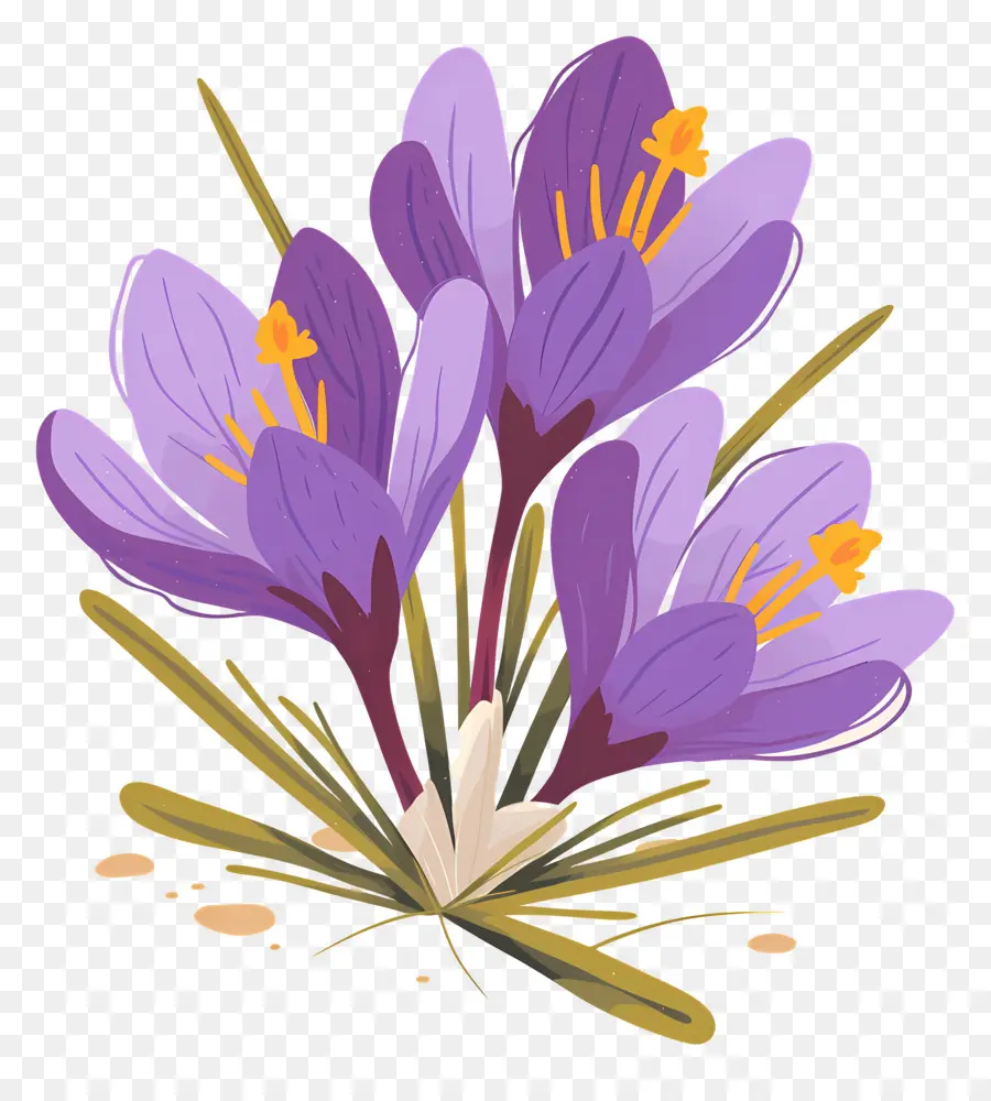 Crocus Safrané，Fleurs Violettes PNG