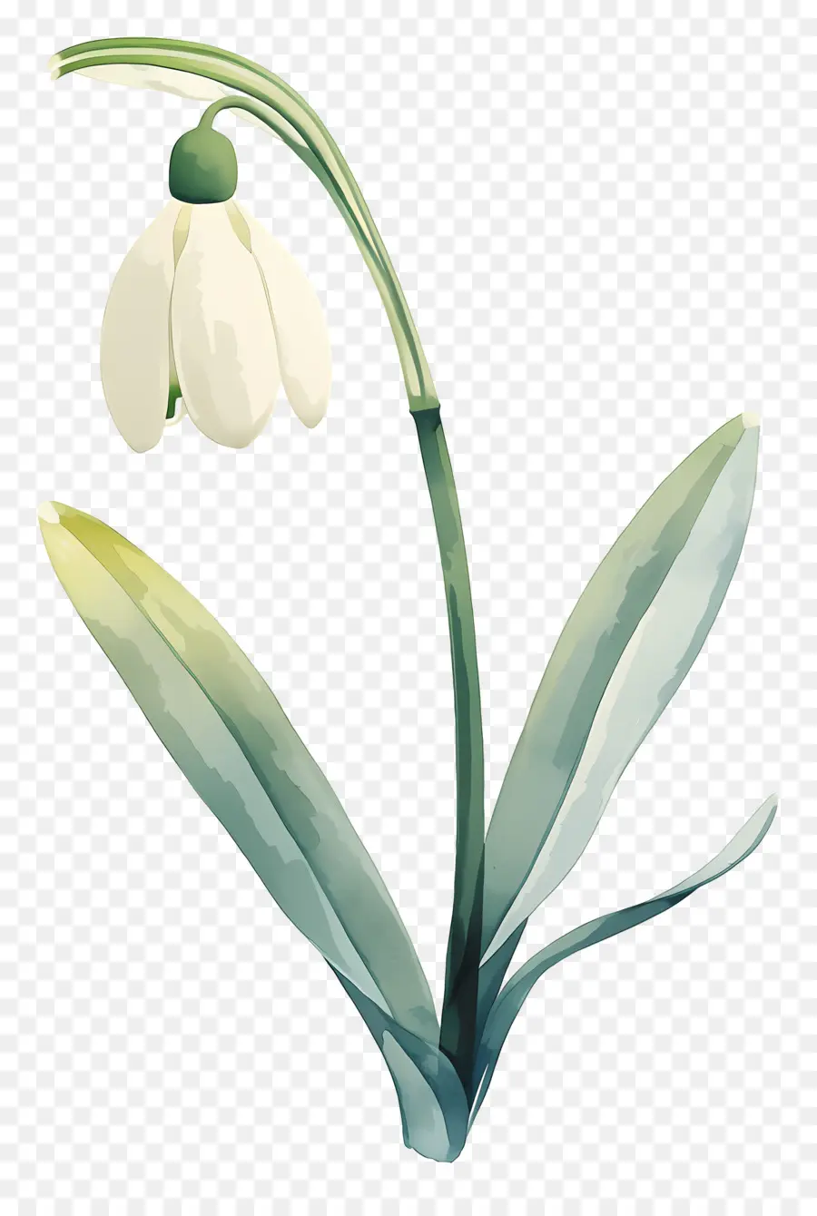 Fleur De Perce Neige，Perce Neige Blanc PNG