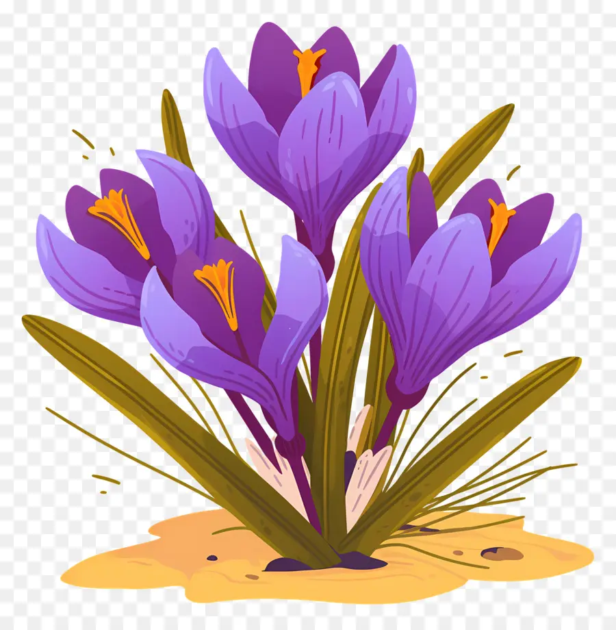 Crocus Safrané，Fleurs Violettes PNG