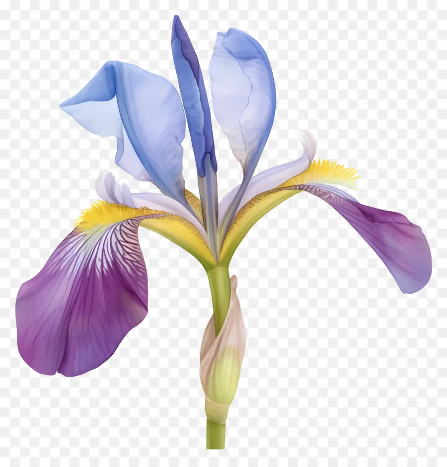 Iris Algérien，Fleur D'iris PNG