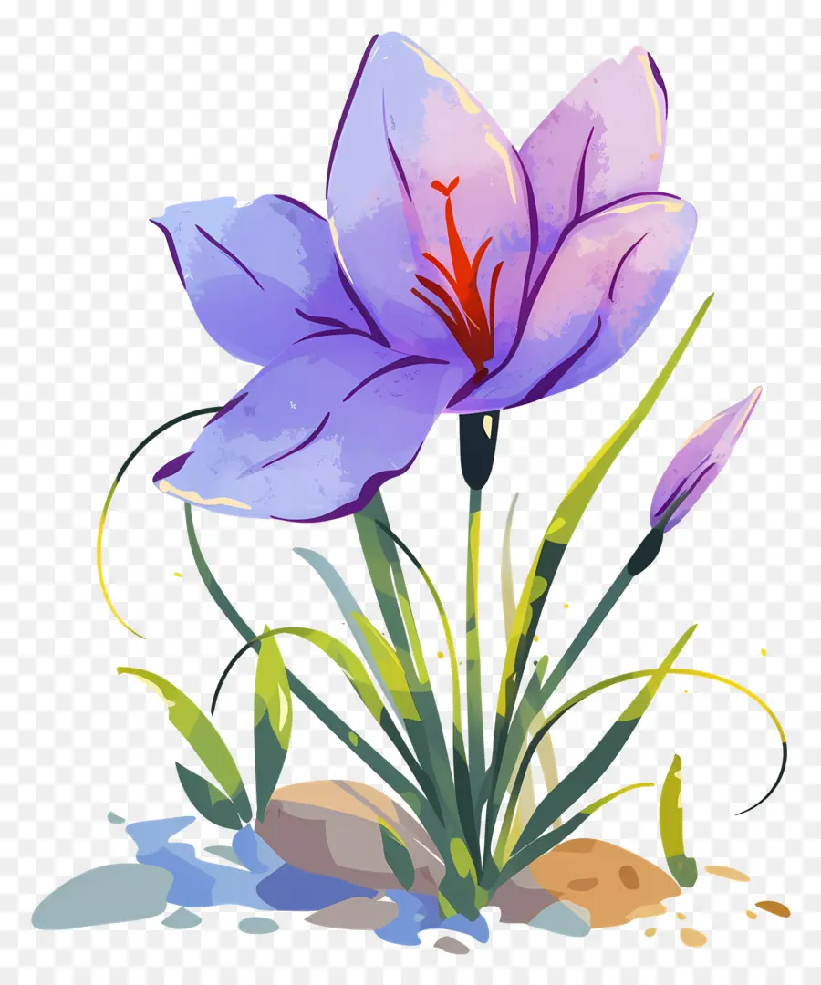 Fleur De Safran，Fleur Violette PNG