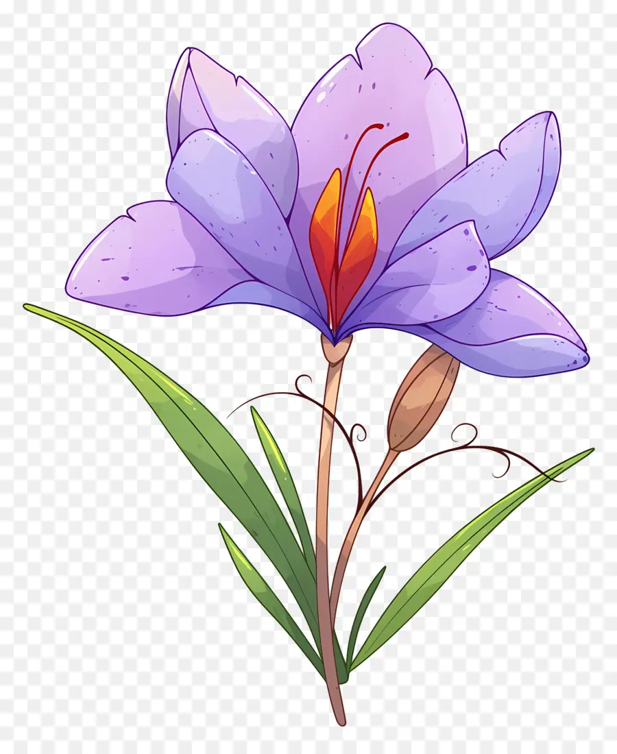 Fleur De Safran，Fleur D'iris PNG