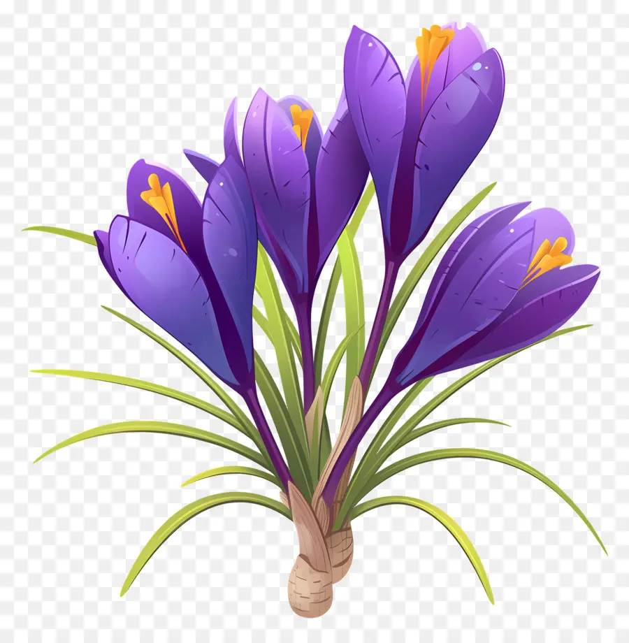 Crocus Safrané，Fleur Violette PNG