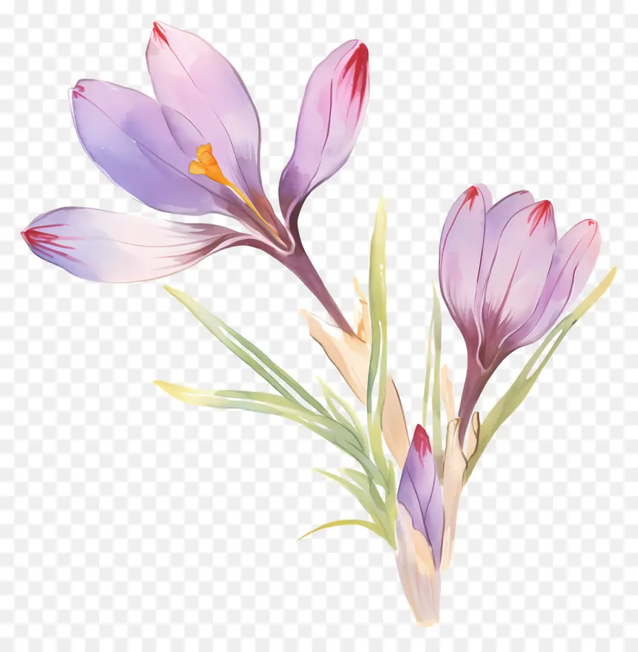 Crocus Safrané，Fleurs De Crocus PNG