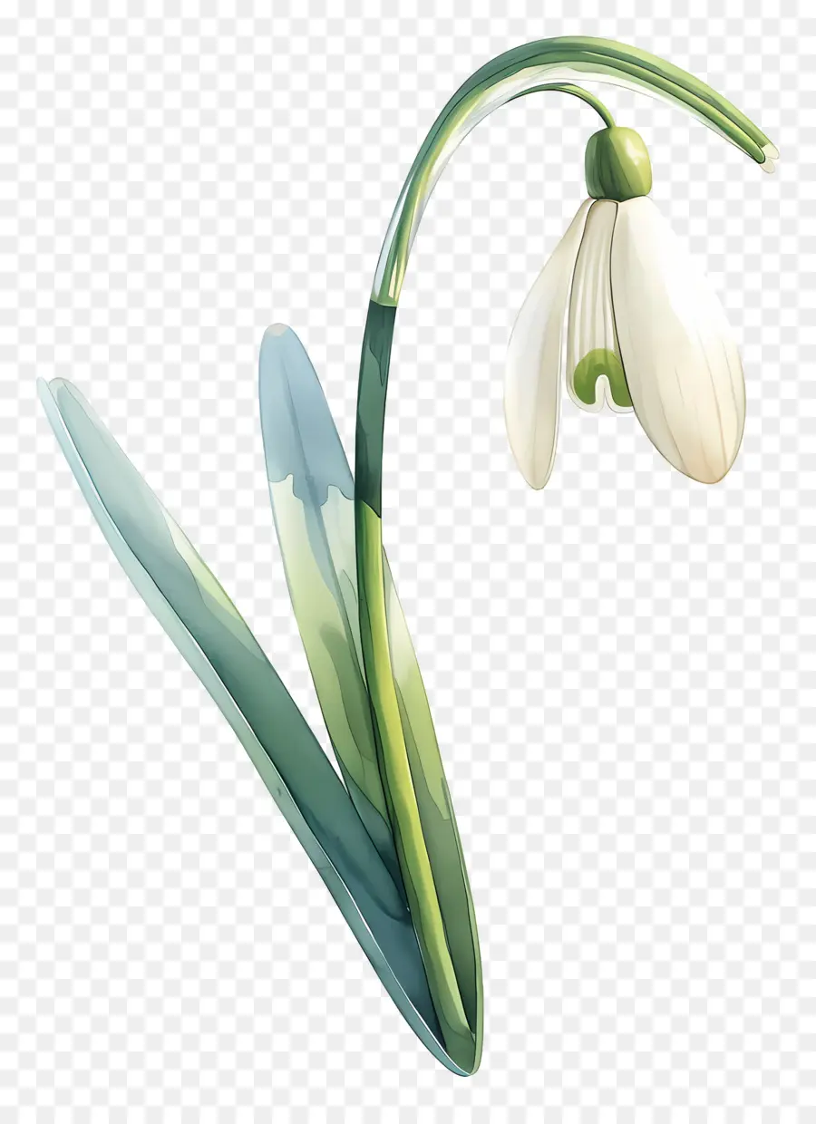 Fleur De Perce Neige，Perce Neige Blanc PNG