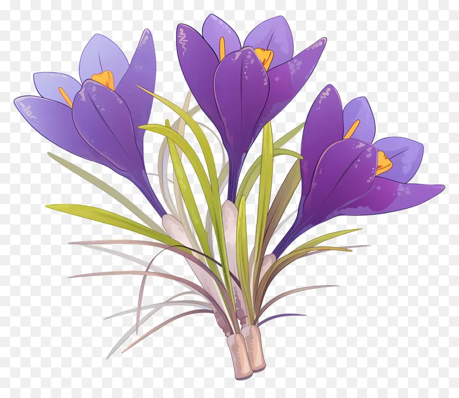 Crocus Safrané，Fleurs Violettes PNG