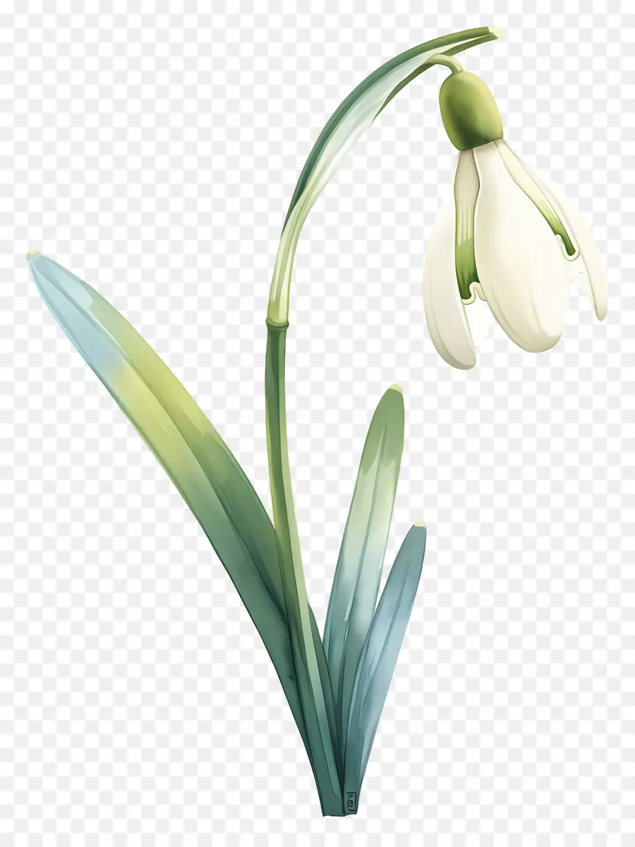 Fleur De Perce Neige，Perce Neige PNG