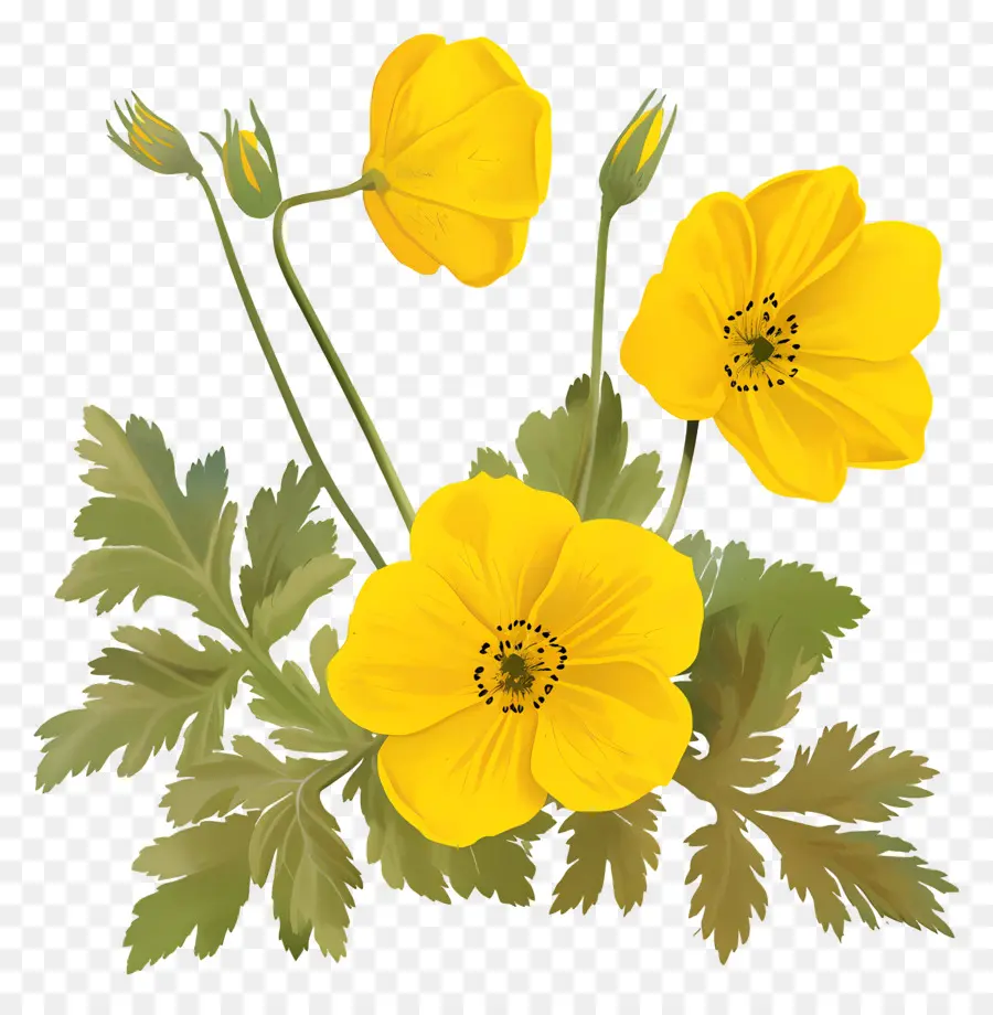 Fleur De Primevère，Fleurs Jaunes PNG