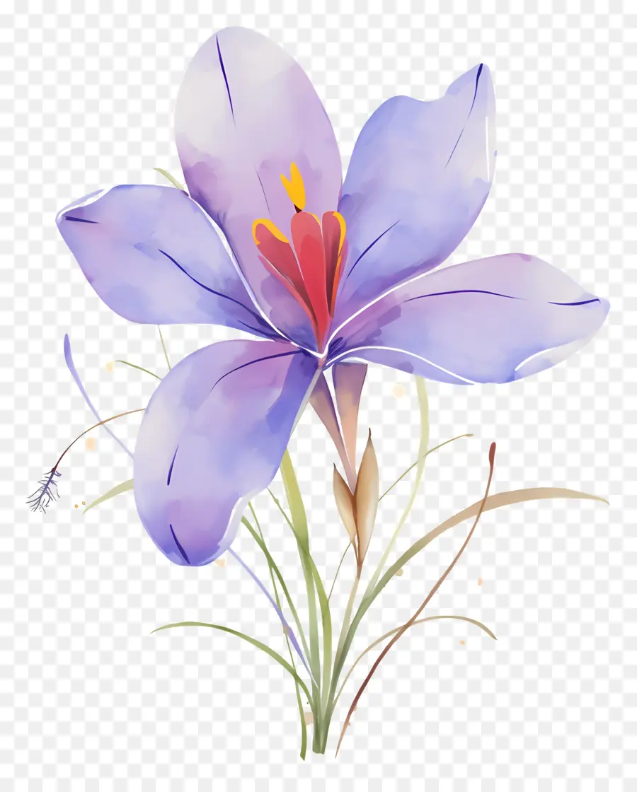 Fleur De Safran，Fleur Violette PNG