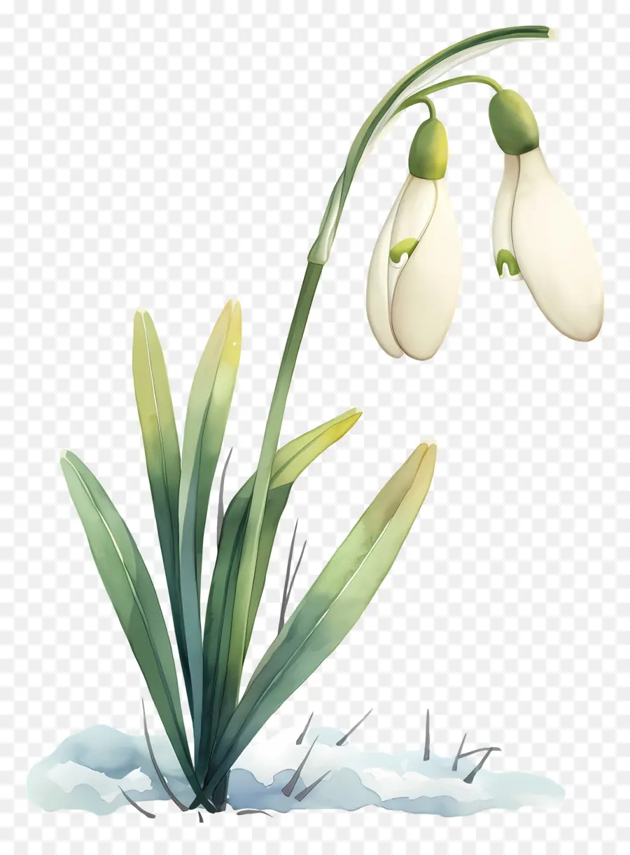 Fleur De Perce Neige，Perce Neige Blanc PNG