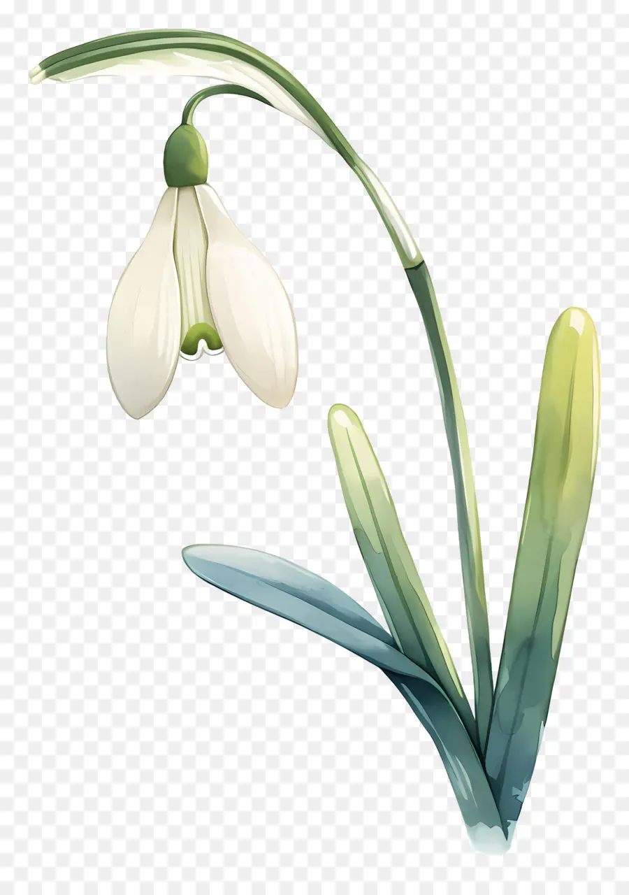 Fleur De Perce Neige，Perce Neige Blanc PNG