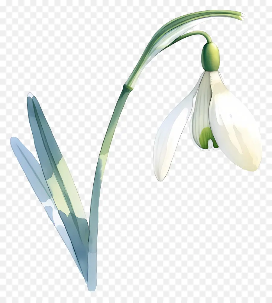 Fleur De Perce Neige，Feuilles PNG