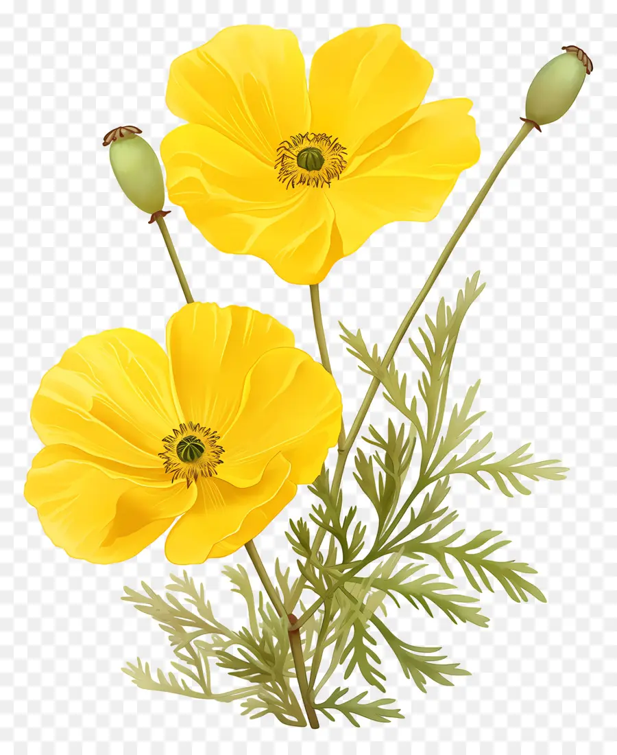 Fleur De Primevère，Coquelicots Jaunes PNG