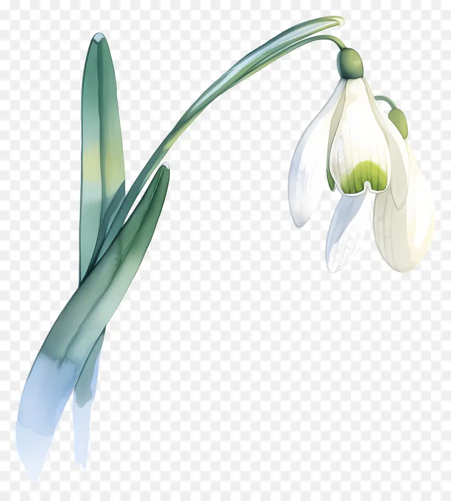 Fleur De Perce Neige，Perce Neige Blanc PNG