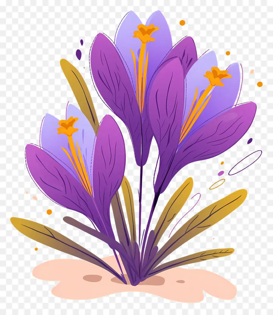 Crocus Safrané，Fleurs Violettes PNG