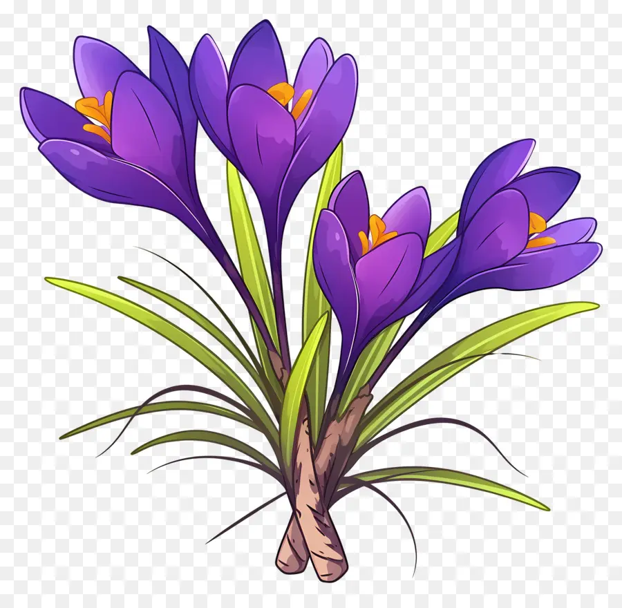 Crocus Safrané，Fleurs Violettes PNG