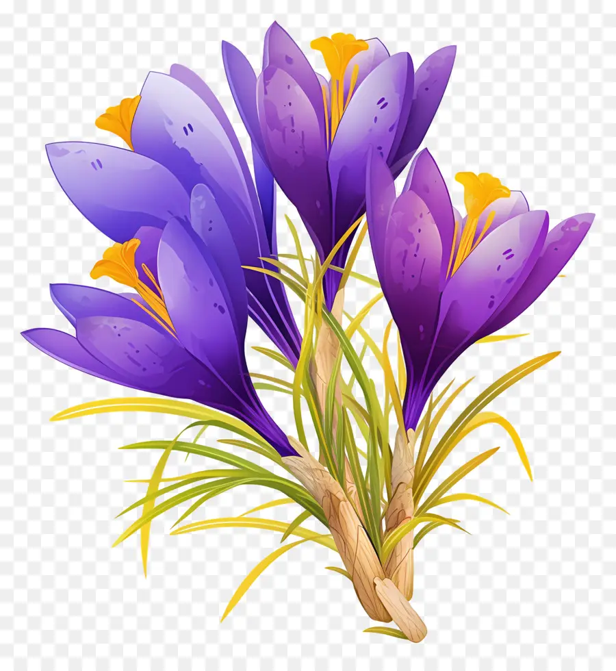 Crocus Safrané，Fleurs De Crocus PNG