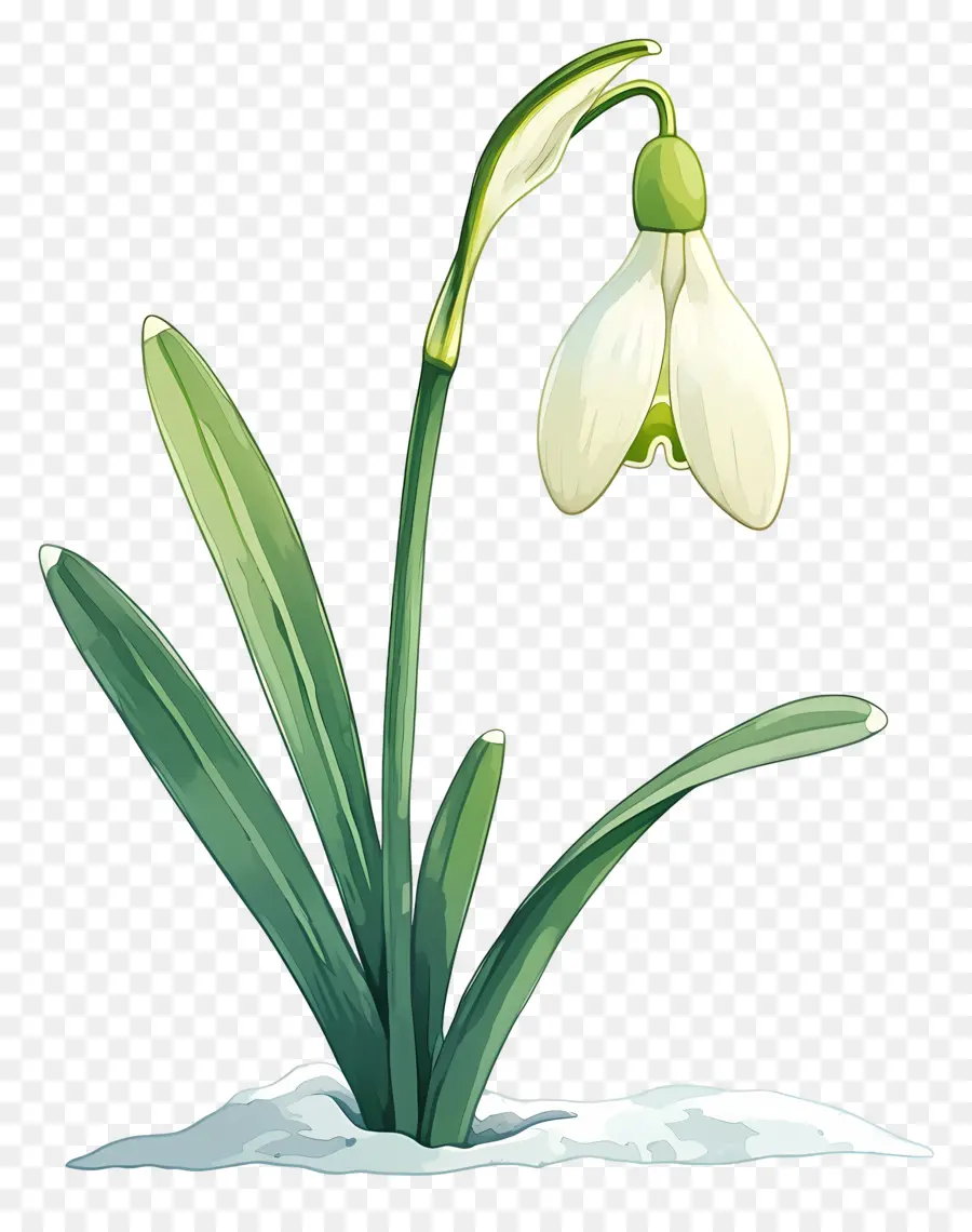 Fleur De Perce Neige，Usine PNG