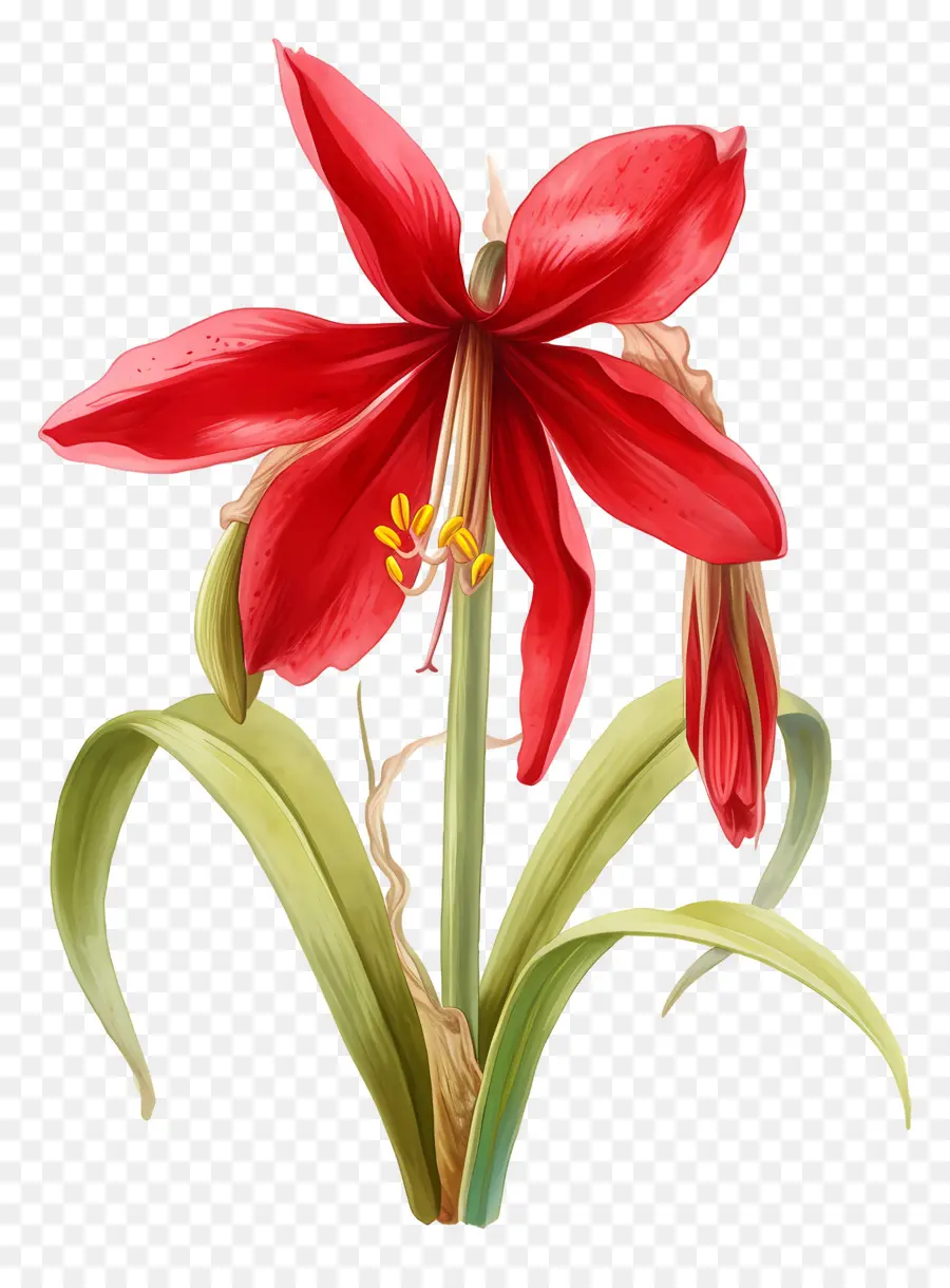 Fleur D'amaryllis，Fleur Rouge PNG