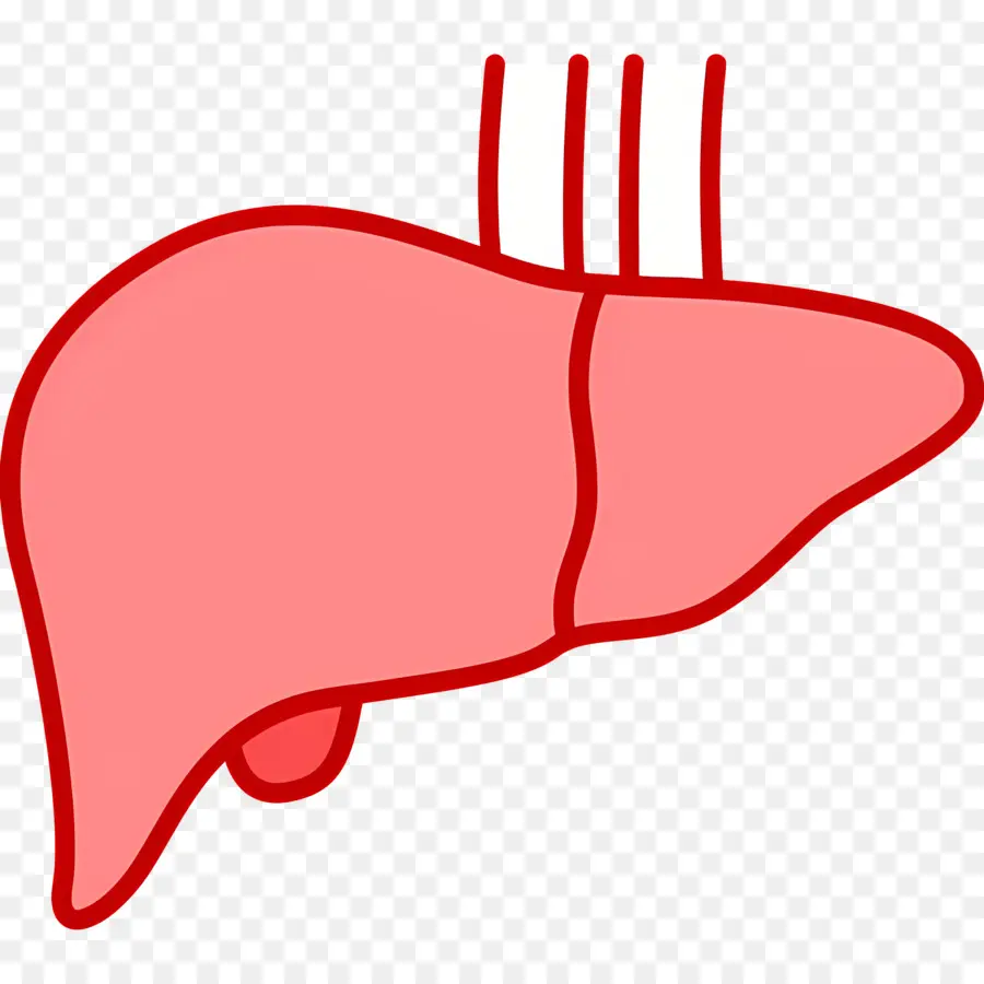 Foie，Diagramme Du Foie PNG