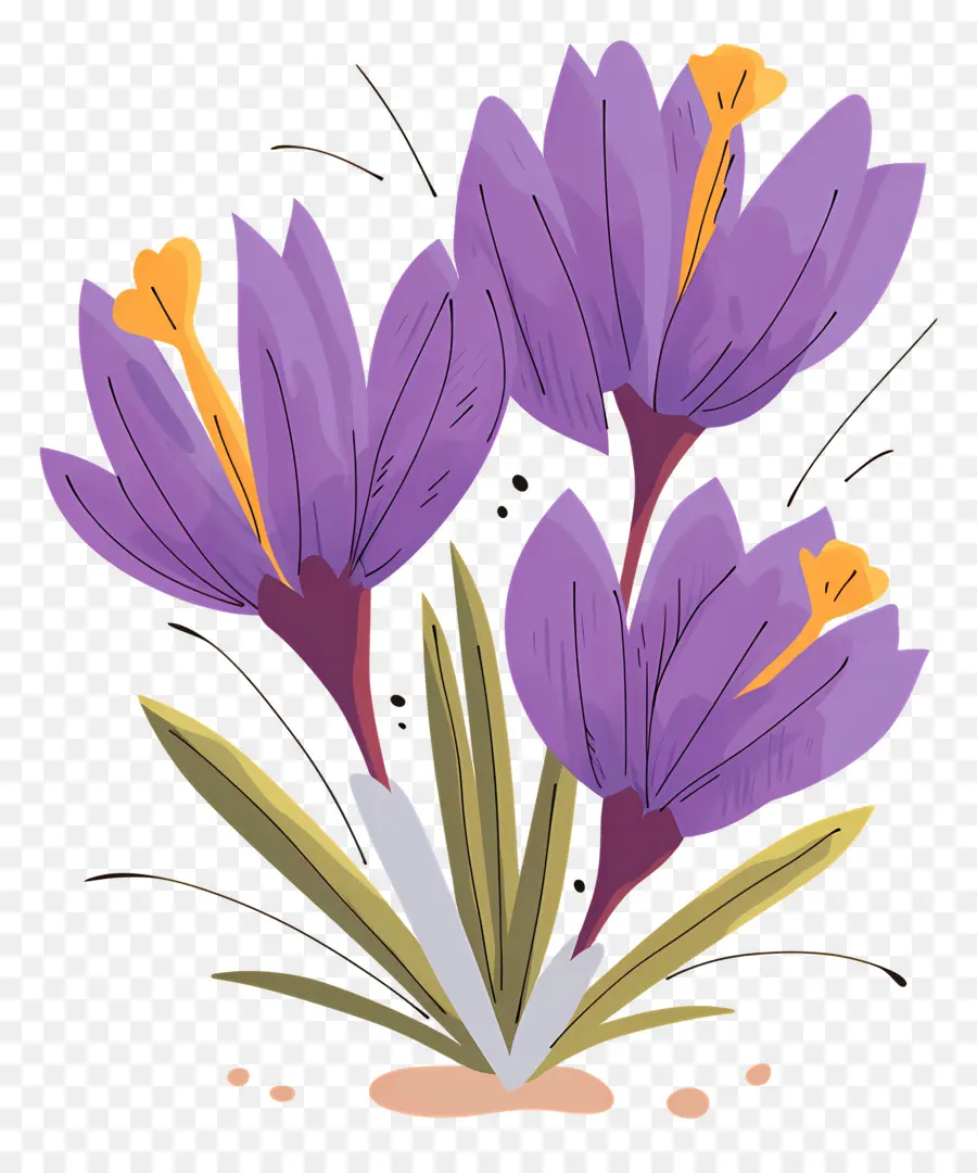 Crocus Safrané，Fleurs Violettes PNG