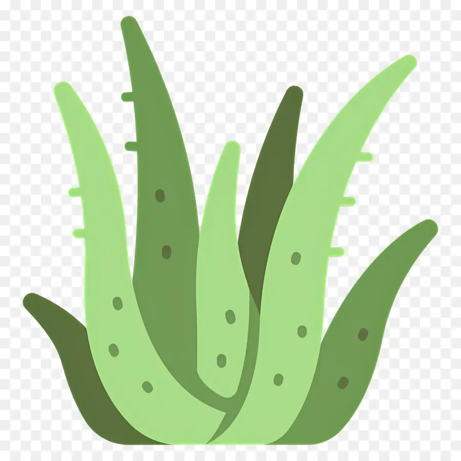 Aloe Vera，Algue PNG