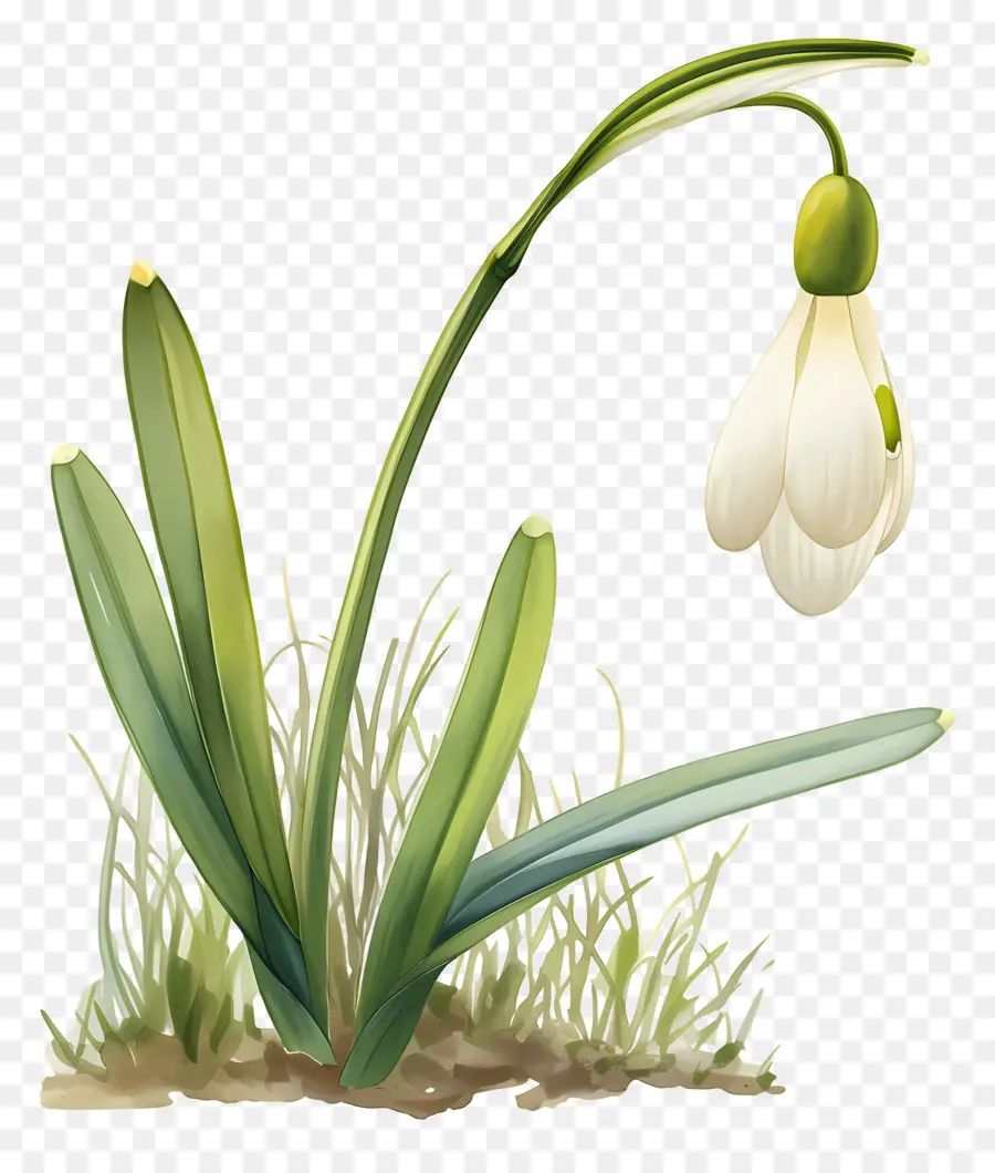 Fleur De Perce Neige，Usine PNG