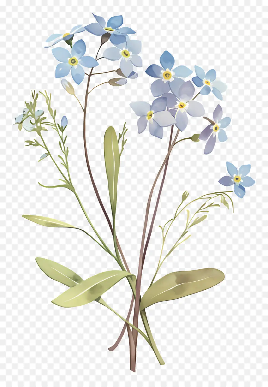 Ne M'oublie Pas La Fleur，Fleurs Bleues PNG