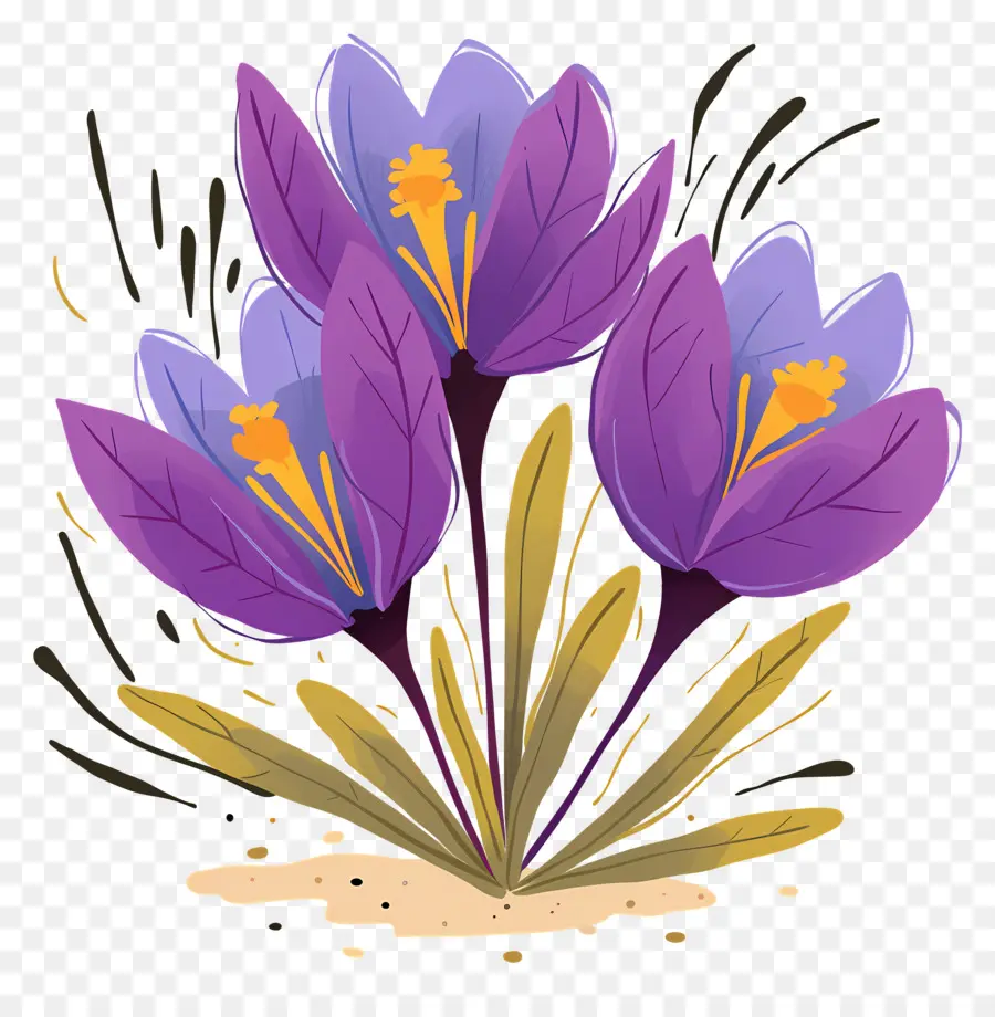 Crocus Safrané，Fleurs Violettes PNG