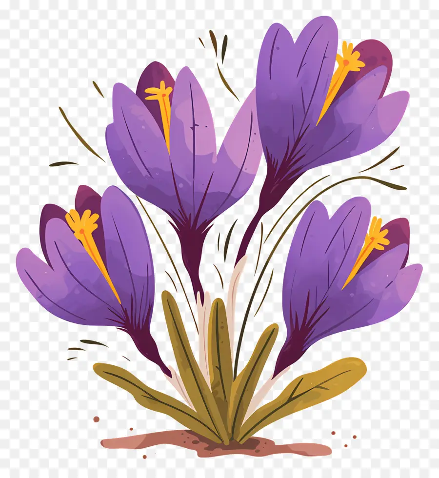 Crocus Safrané，Fleurs Violettes PNG