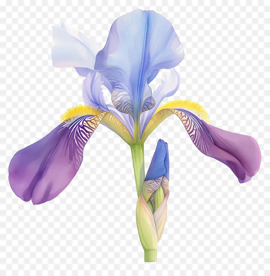 Iris Algérien，Fleur D'iris PNG