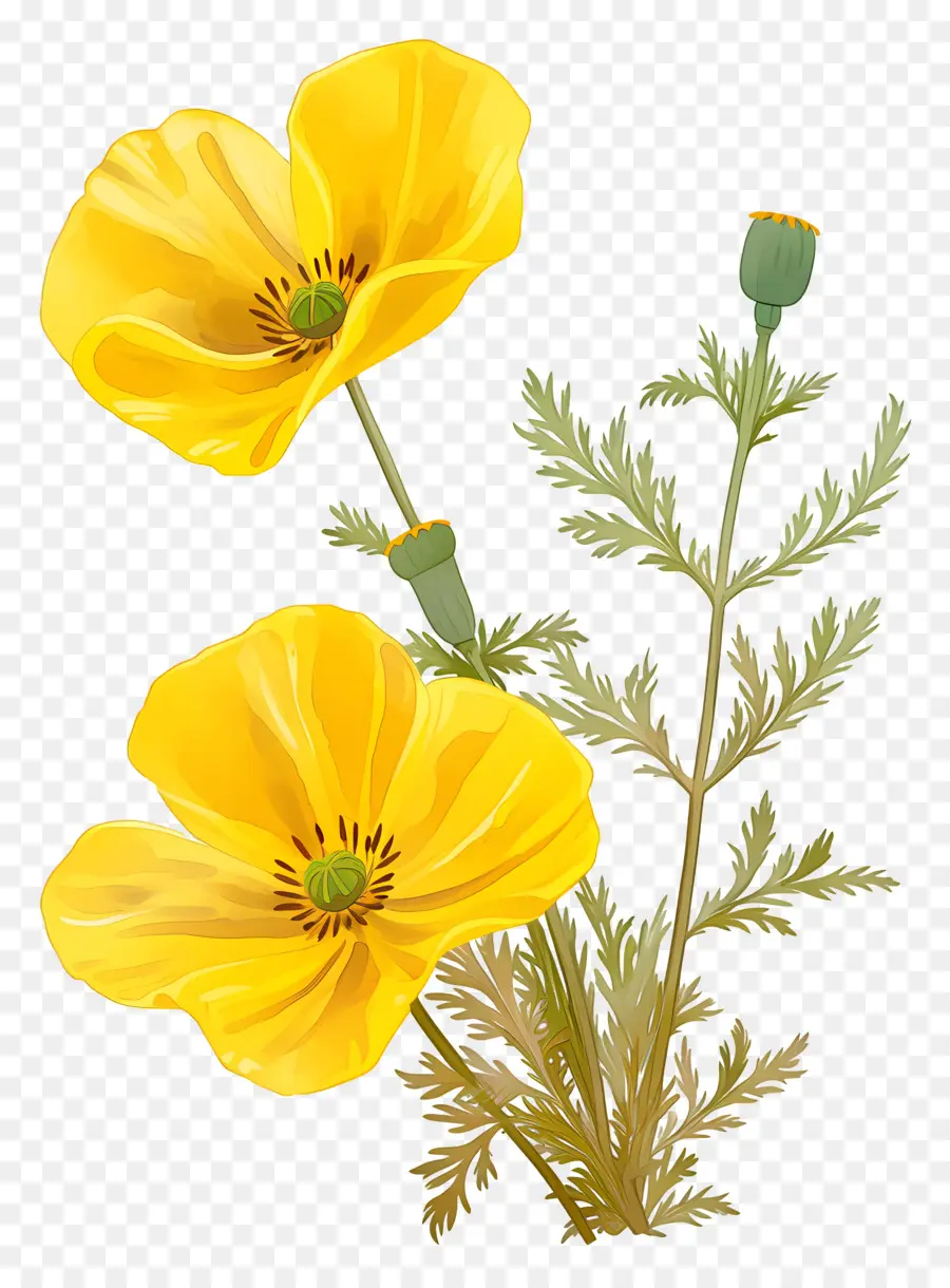 Fleur De Primevère，Coquelicots Jaunes PNG