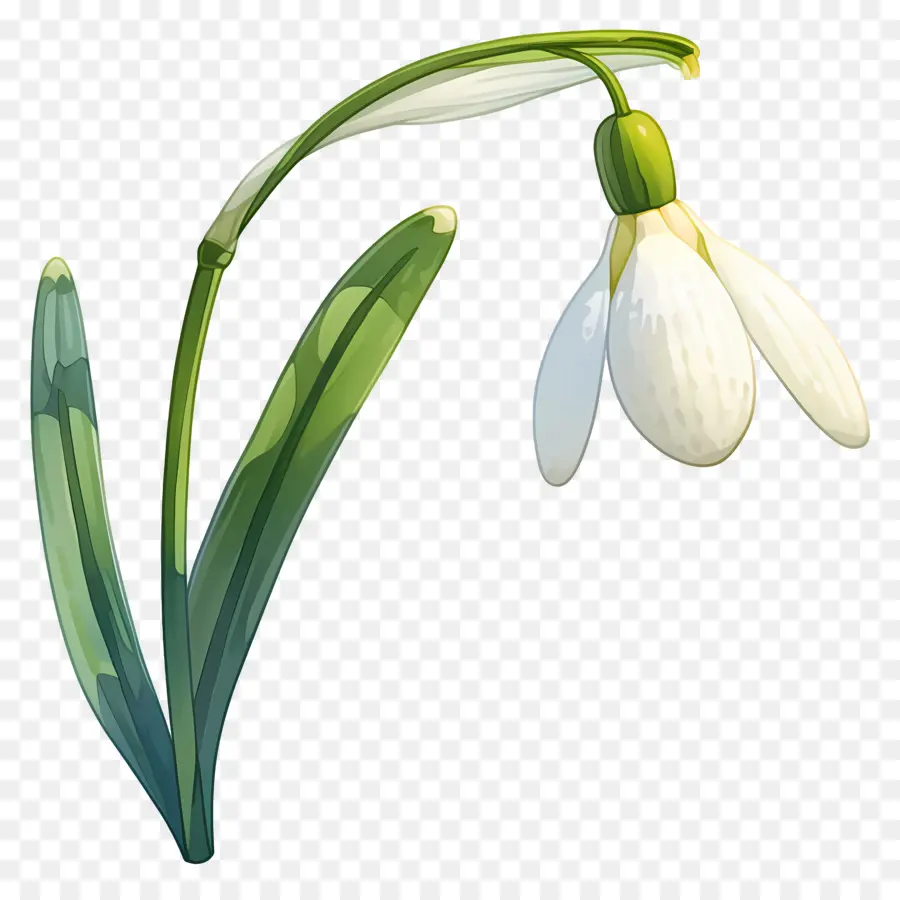 Fleur De Perce Neige，Perce Neige Blanc PNG