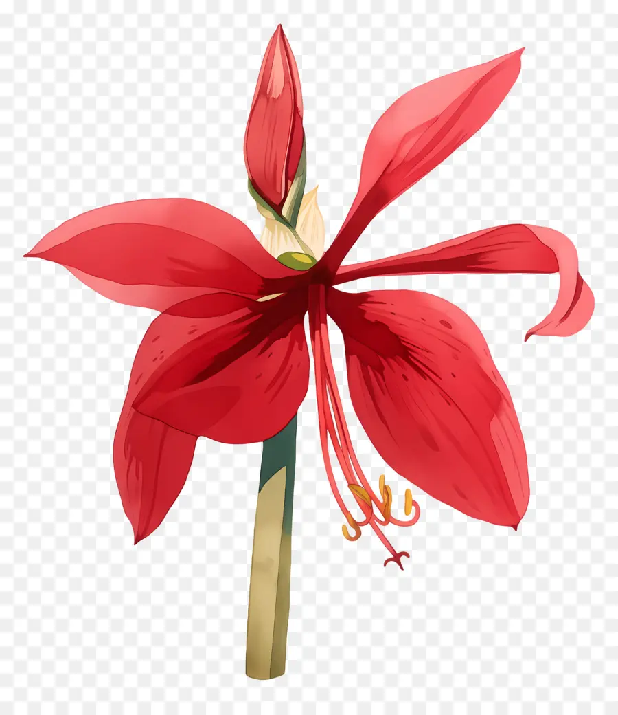 Fleur D'amaryllis，Fleur Rouge PNG