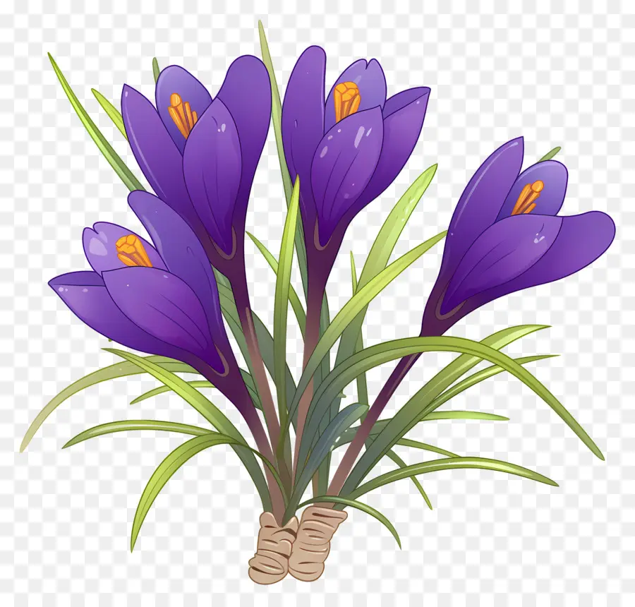 Crocus Safrané，Fleurs Violettes PNG