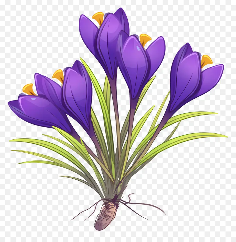 Crocus Safrané，Fleurs Violettes PNG