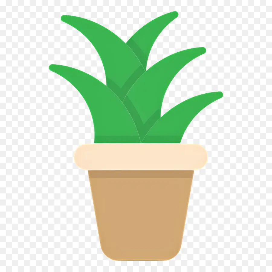 Aloe Vera，Plante Verte PNG