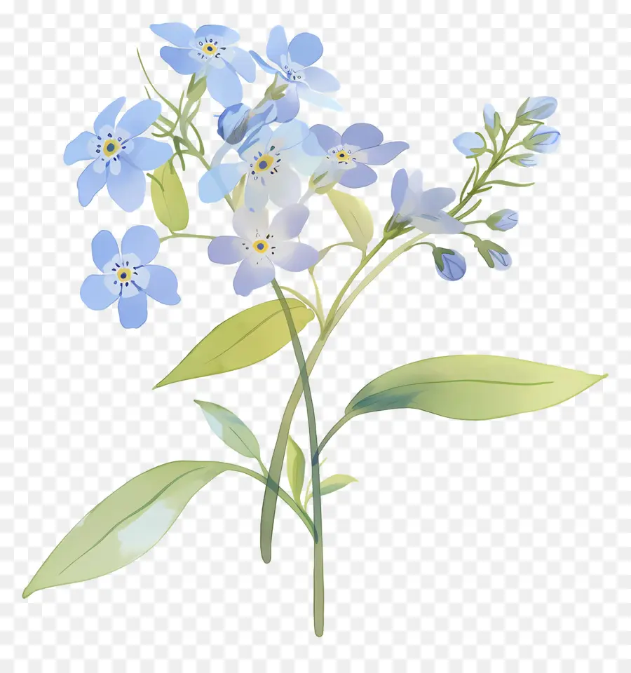 Ne M'oublie Pas La Fleur，Fleurs Bleues PNG