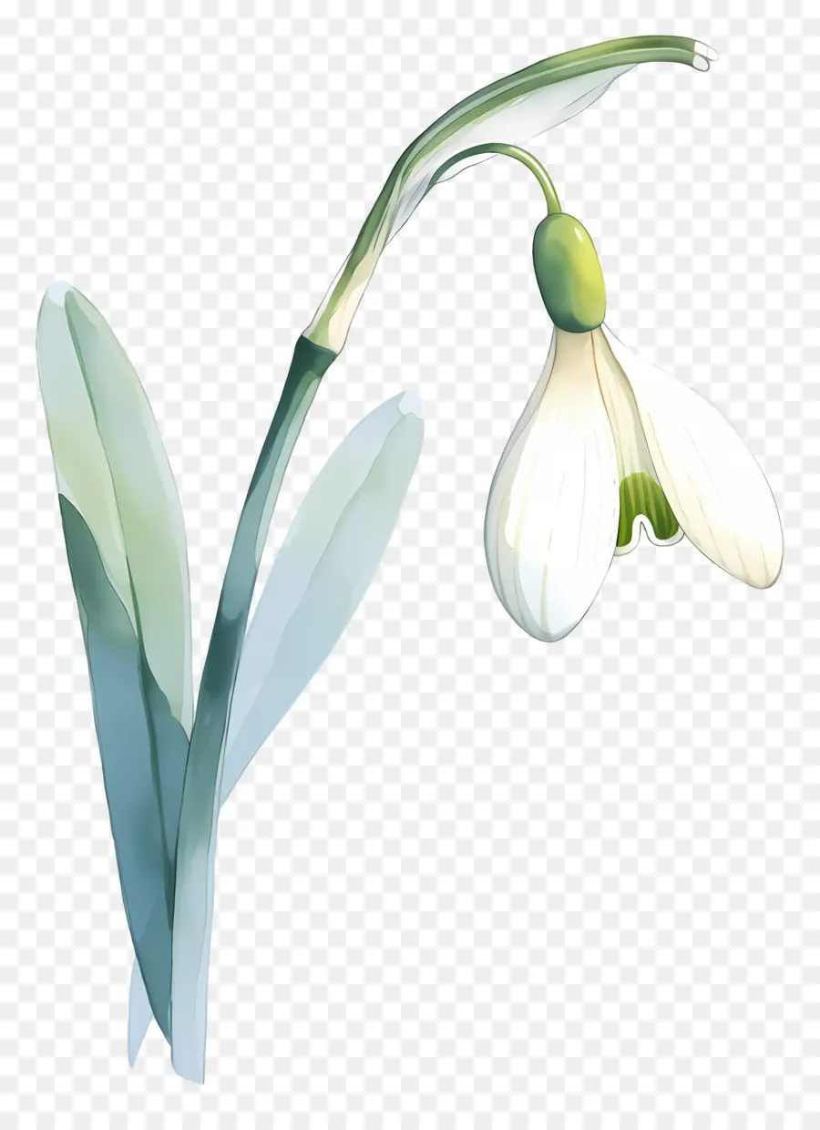 Fleur De Perce Neige，Feuilles PNG