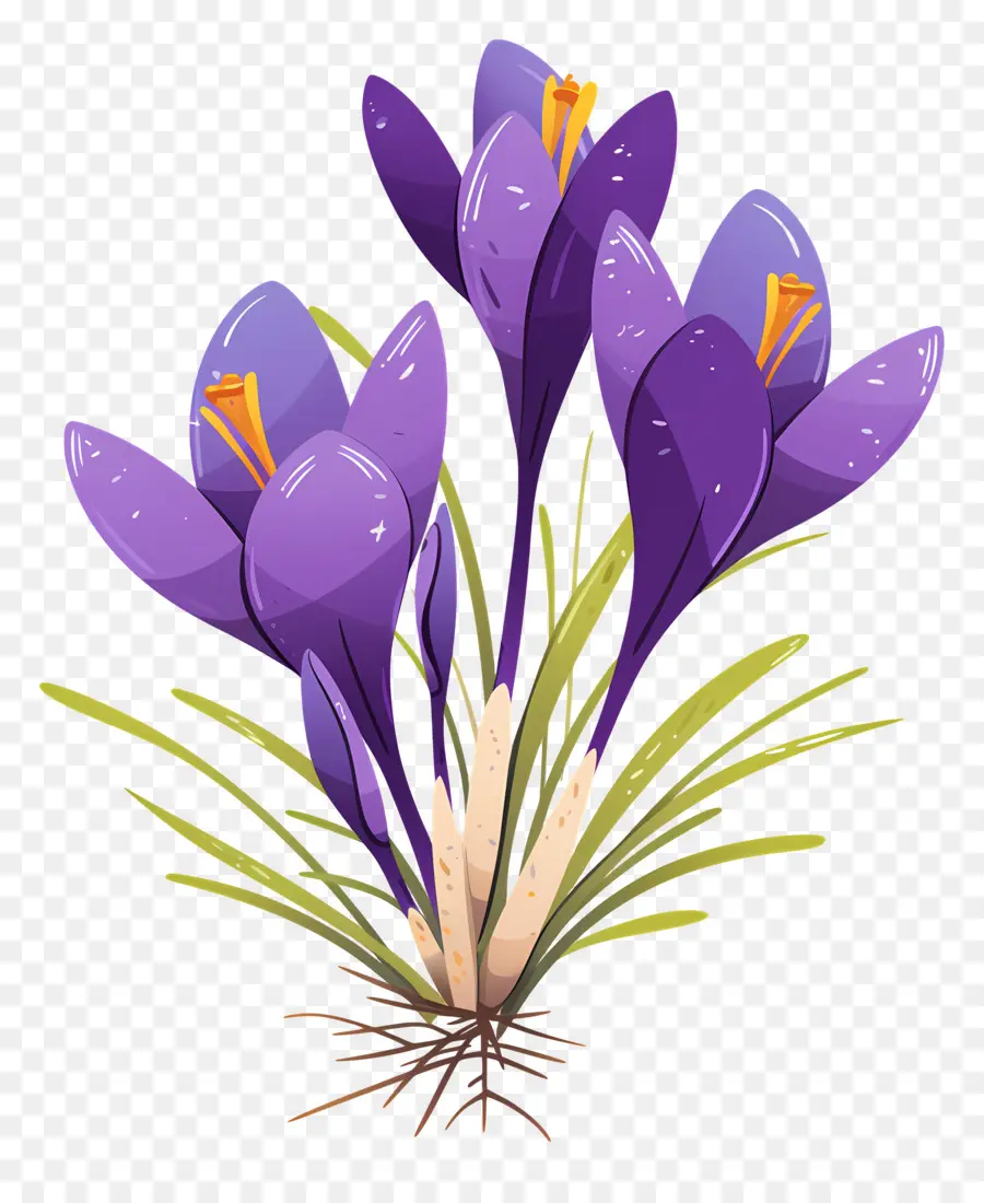 Crocus Safrané，Fleurs Violettes PNG