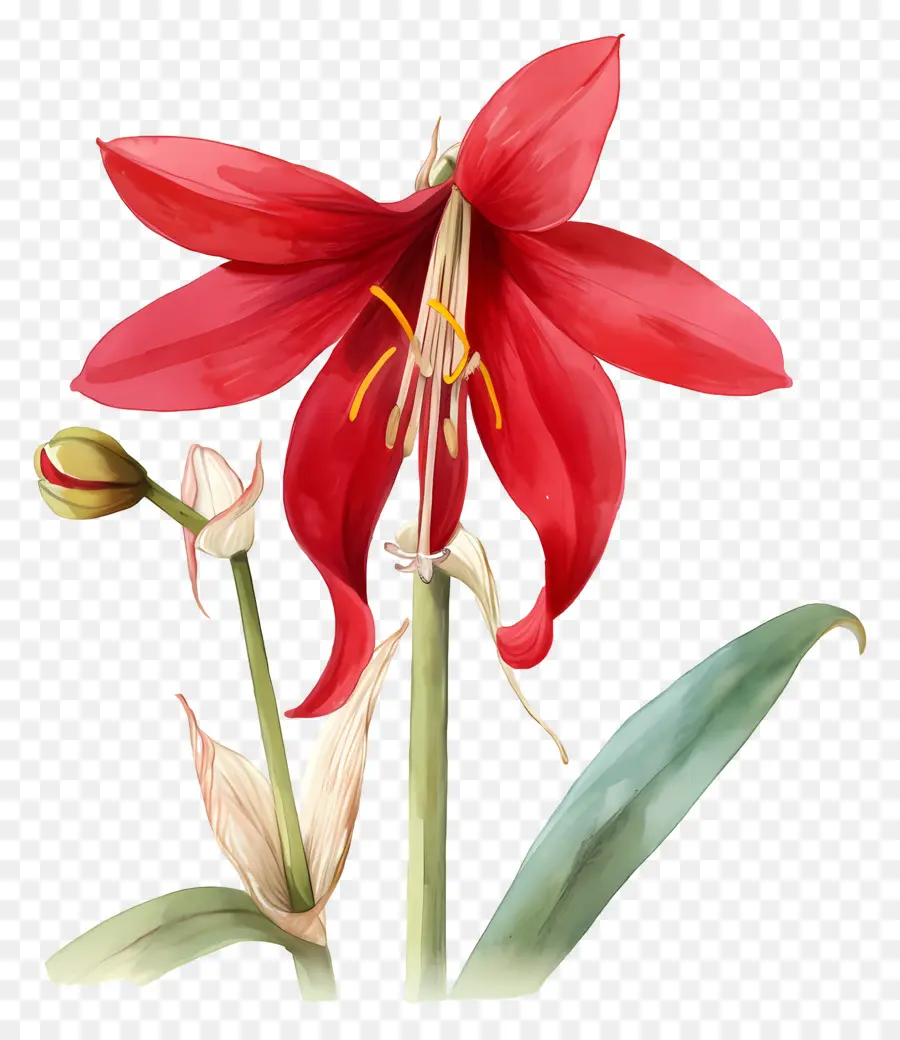 Fleur D'amaryllis，Fleur Rouge PNG