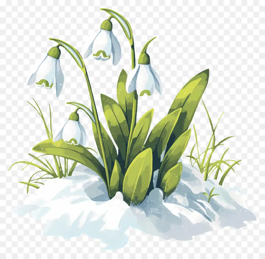 Perce Neige Dans La Neige，Hiver PNG