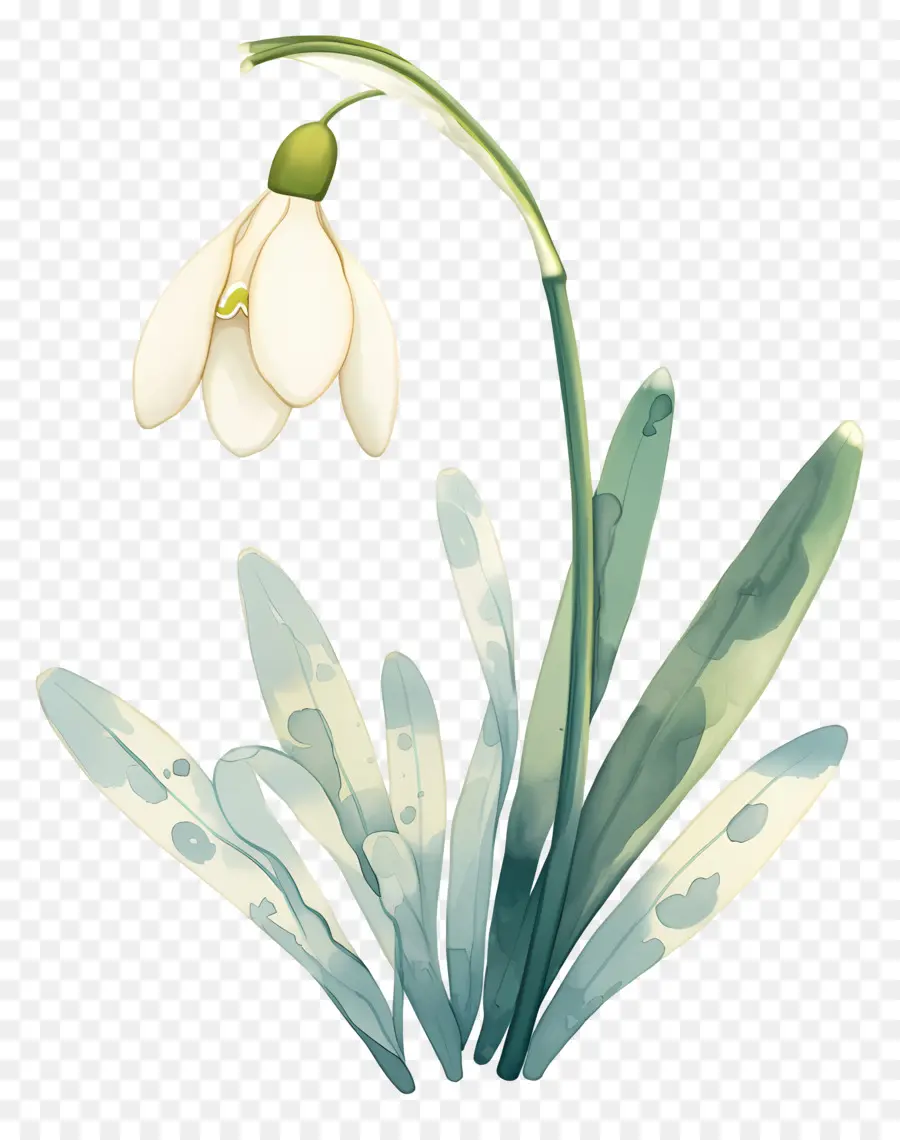 Fleur De Perce Neige，Perce Neige Blanc PNG