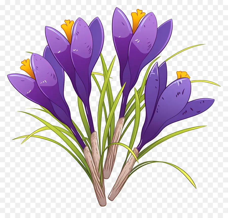 Crocus Safrané，Fleur Violette PNG