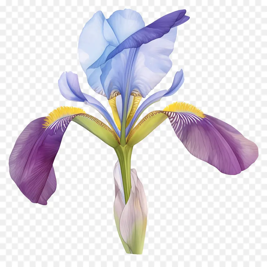 Iris Algérien，Fleur D'iris PNG